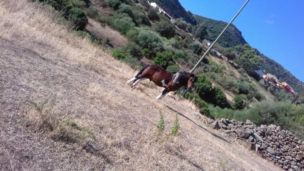 Azienda Agrituristica La Janna Di La Faj * Budoni